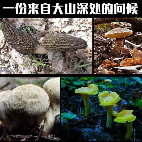七彩云南鄉窯坊菌湯包 野生菌菇的鮮美盛宴